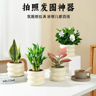 【甜甜圈ins北欧风网红花盆】栀子花绿植室内吉利红发财树花卉