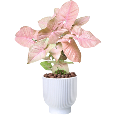 合果芋红粉佳人室内桌面四季好养