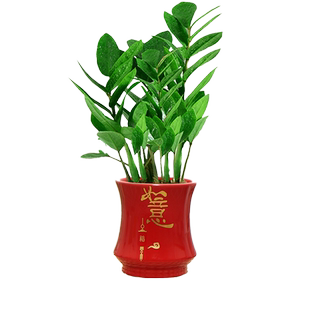 金钱树盆栽绿植室内客厅好养活美观四季常青陶瓷小盆景摇钱树串子