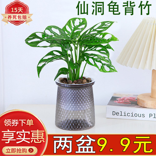 仙洞龟背竹室内四季常青除甲醛