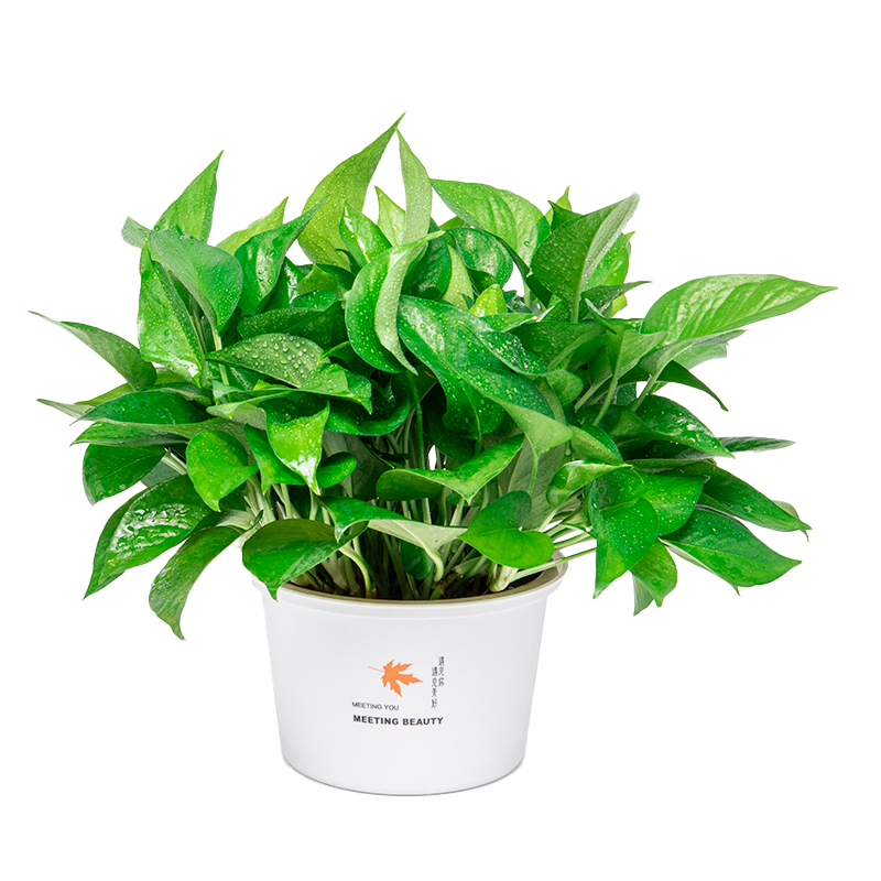 绿萝盆栽植物花卉长藤垂吊新房净化空气四季常青好养活大叶爬藤