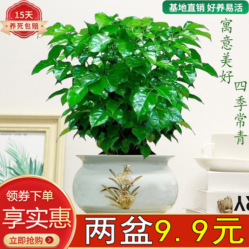 幸福树办公室桌面四季常青耐养