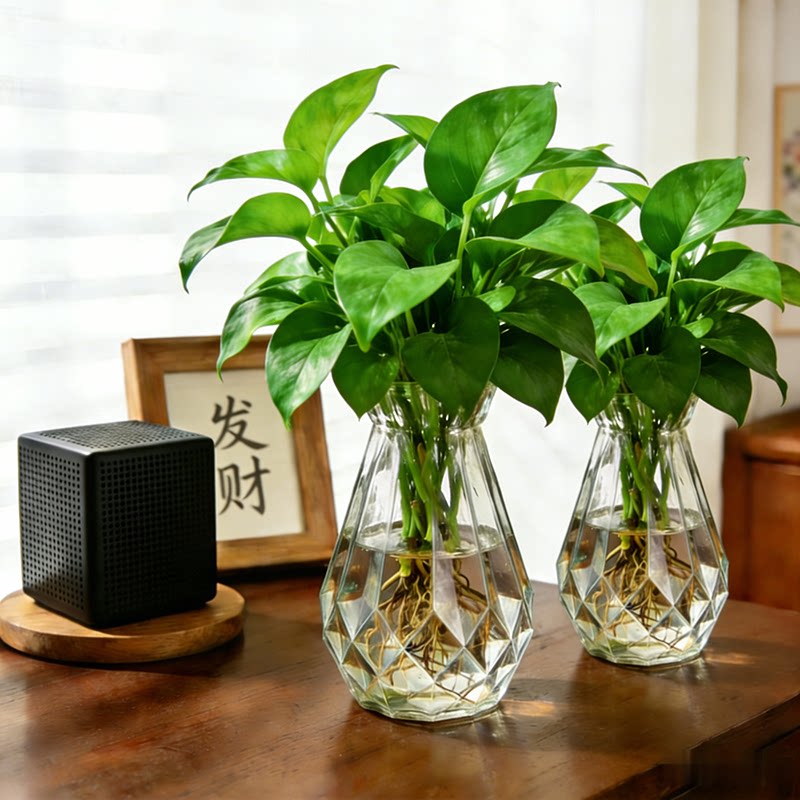 水养绿萝盆栽室内绿植花卉懒人水培植物桌面办公透明花瓶绿植
