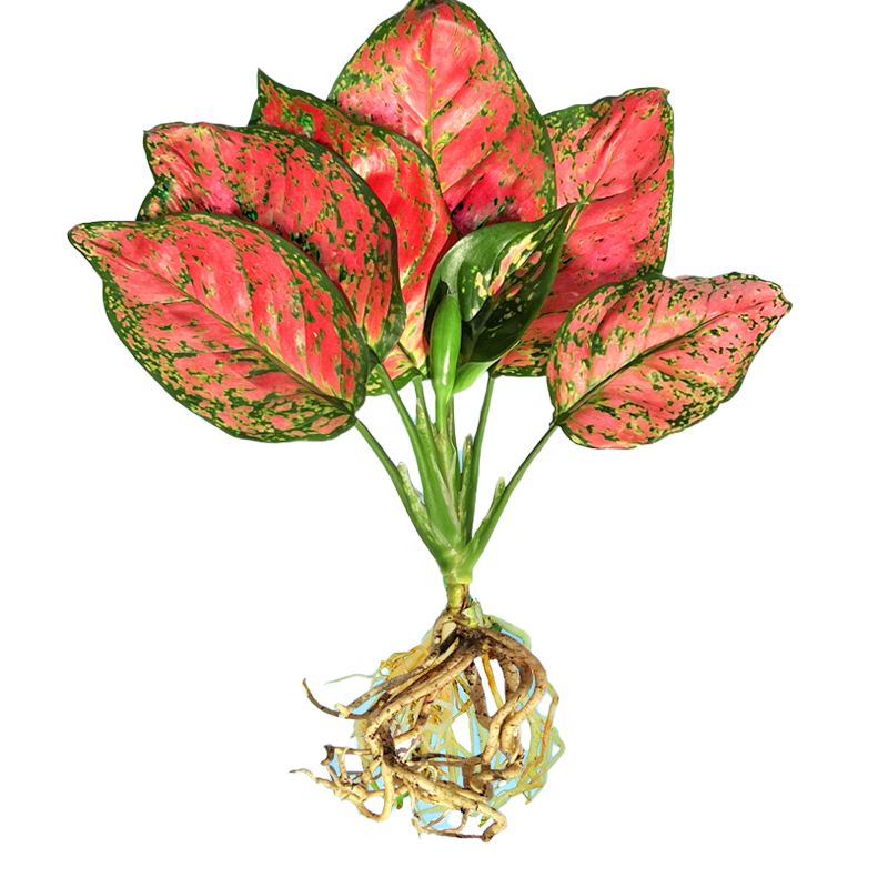 水培植物红掌室内四季开花好养活