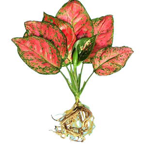 水培植物吉利红盆栽绿植花卉红掌好养易活四季开花富贵竹绿萝美观