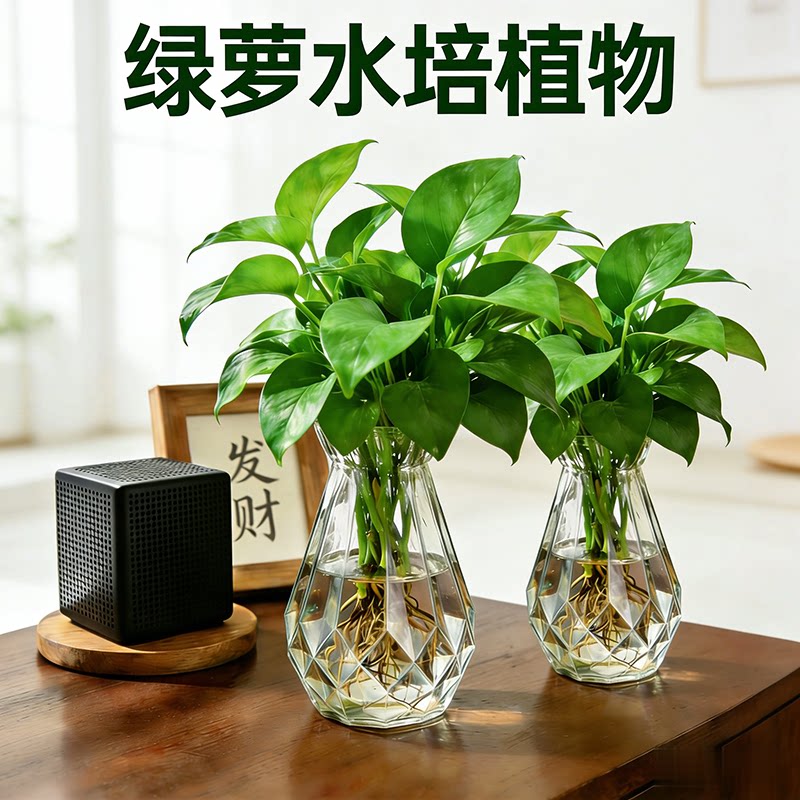 水养绿萝盆栽室内绿植花卉懒人水培植物桌面办公透明花瓶绿植
