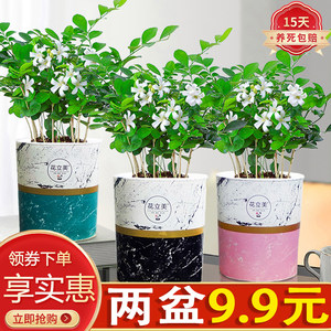 九里香盆栽绿植花卉好养室内阳台花苞植物花苗浓香美观驱蚊百里香