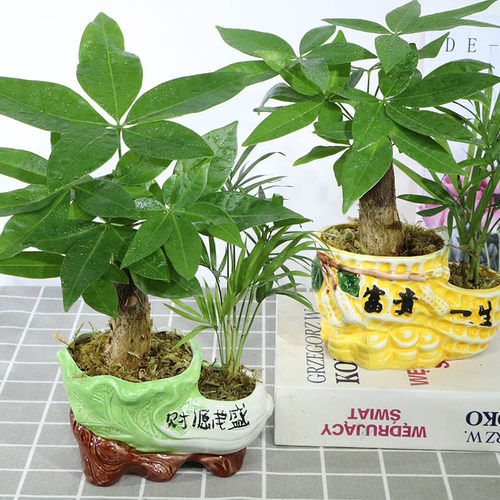 室内绿色花卉素材模板 室内绿色花卉图片下载 小麦优选