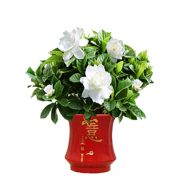 栀子花窗边办公室观赏陶瓷盆