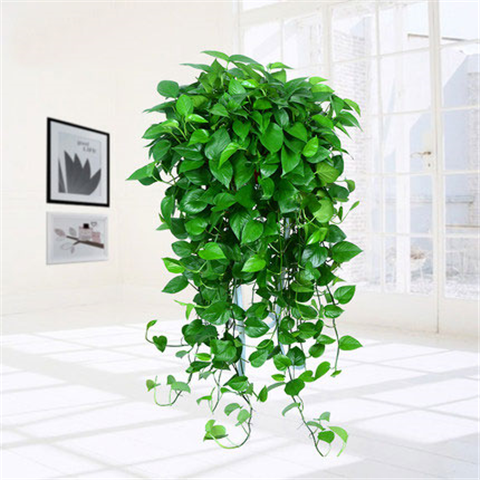 长藤绿萝室内客厅办公易养活