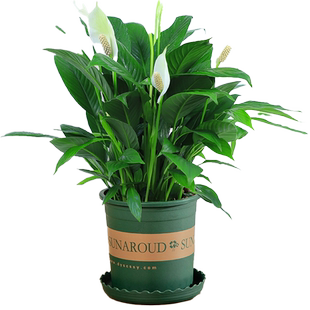 白掌一帆风顺白鹤芋室内客厅办公盆栽绿植花卉水培好养活季开花