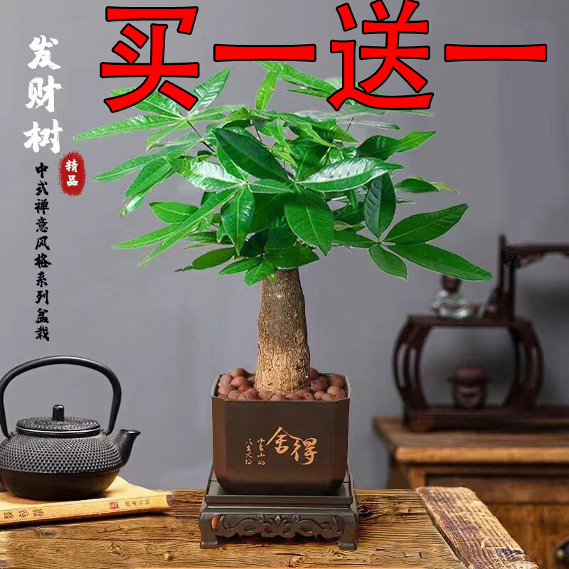 发财树舍得塑料盆植物盆栽室内绿植办公客厅植物净化空气