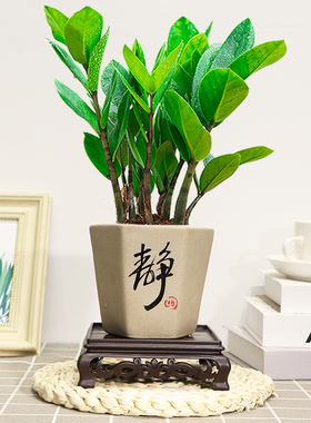 金钱树盆栽绿植室内客厅好养活美观四季常青陶瓷小盆景摇钱树串子