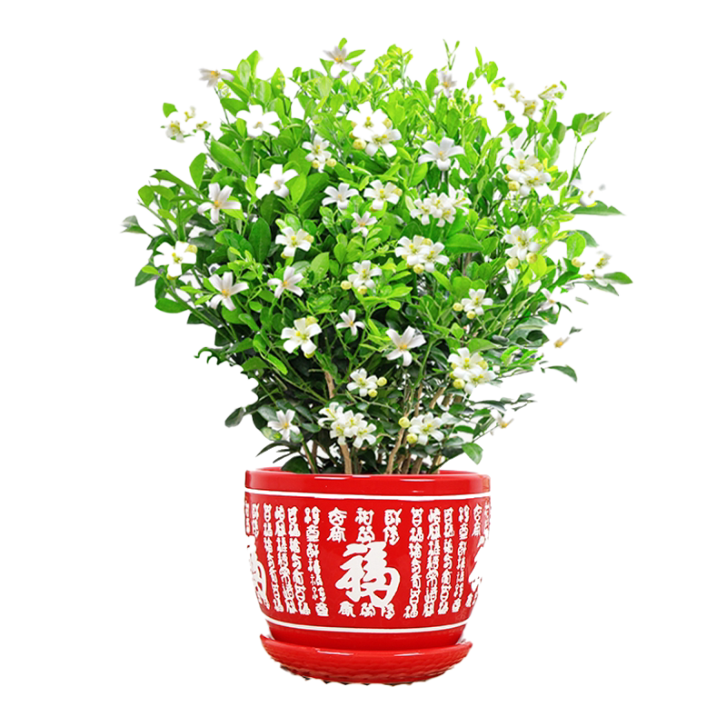 九里香室内客厅四季开花陶瓷好养