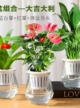 水培玻璃盆栽红掌鸿运当头白掌小绿植花卉室内客厅好养活水养栀子