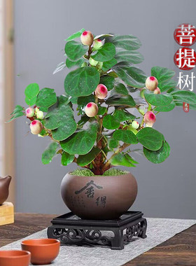 小盼菩提室内绿植花卉菩提树中式禅意桌面摆件饰物好养绿植盆景