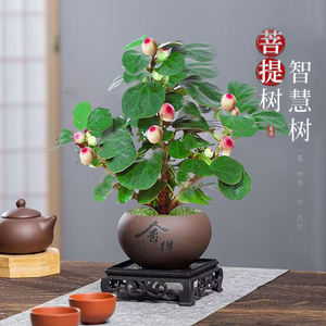 小盼菩提室内绿植花卉菩提树中式禅意桌面摆件饰物好养绿植盆景