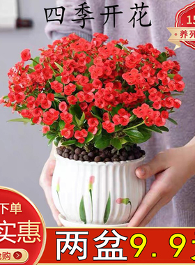 铁海棠虎刺梅盆栽绿植花卉室内客厅办公好养水培四季开花观赏红色