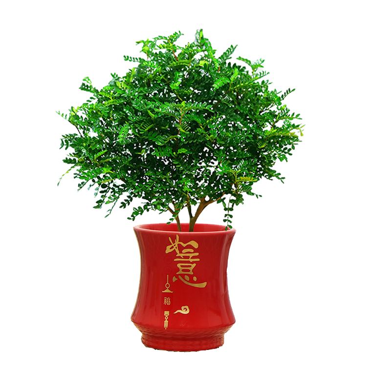 清香木室内四季常青驱蚊吸除甲醛