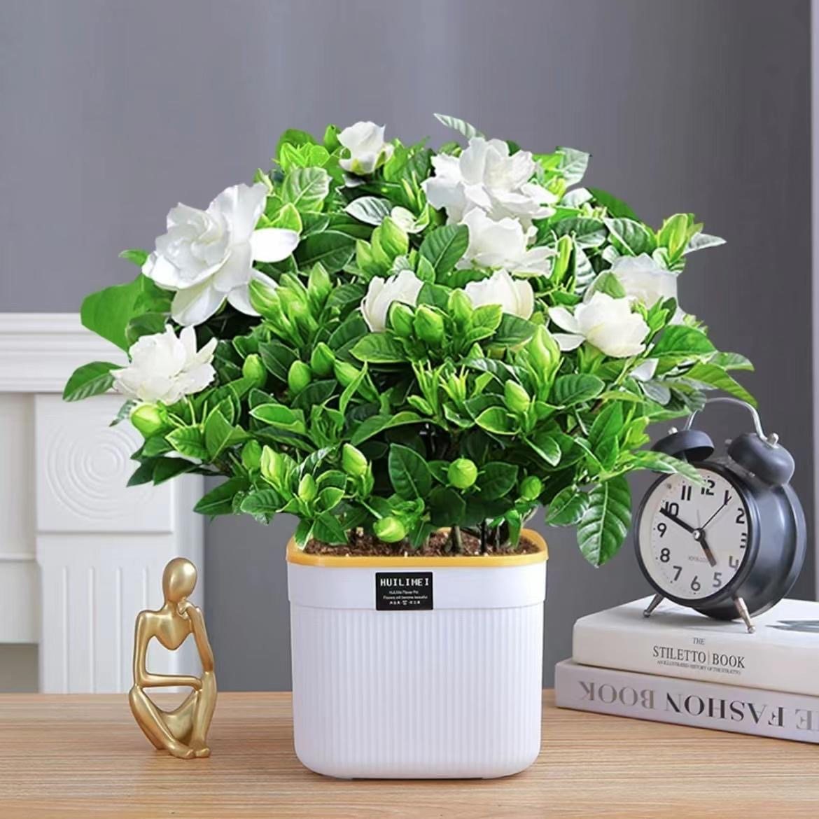 栀子花盆栽室内花卉绿植盆景重瓣大叶牡丹栀子花