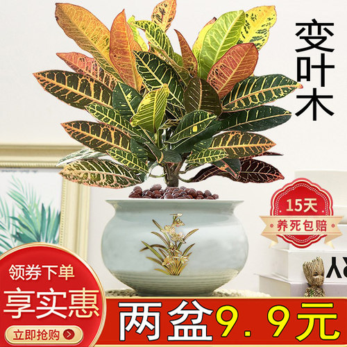 老桩变叶木室内七彩美观水培好养