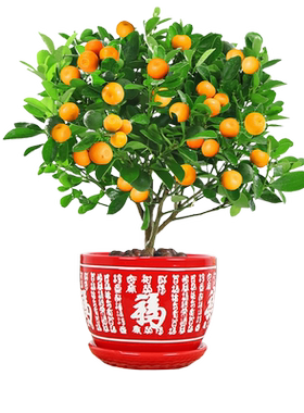 大金桔室内四季常青招财防辐射