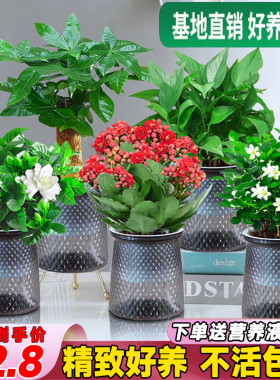 绿萝水培灰色圆柱吸水盆自选文竹步步高花卉绿植四季常青懒人盆栽