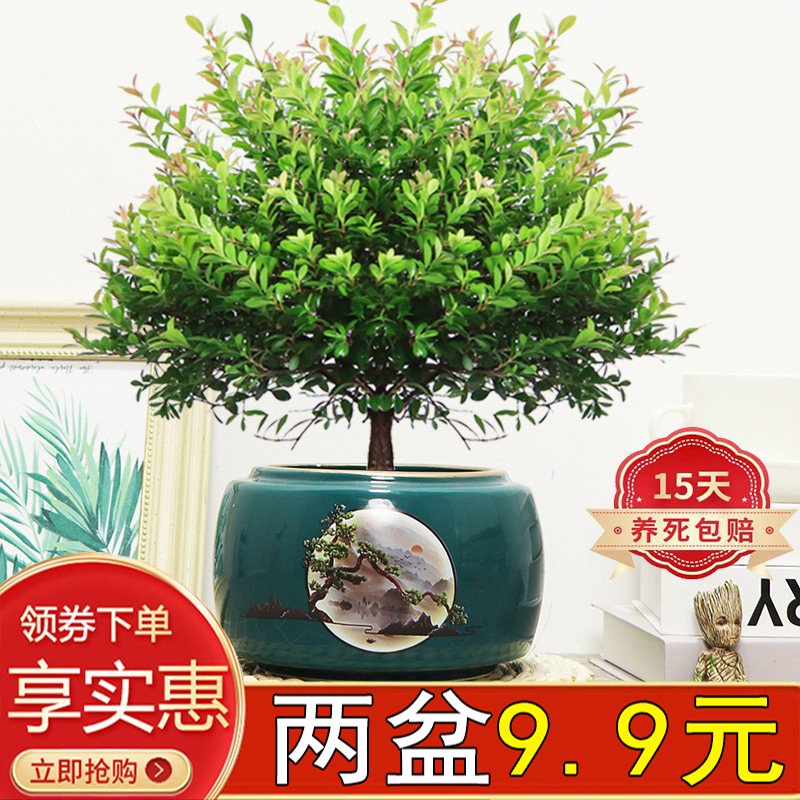 小叶赤楠室内四季常青好养防辐射