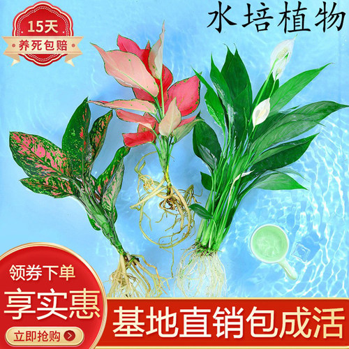 如意皇后水培室内四季好养北欧风