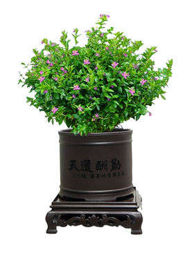 满天星花卉室内办公桌面好养活