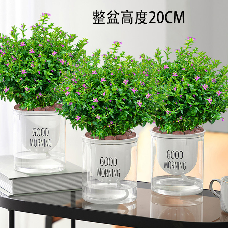 满天星花卉室内办公桌面好养活图片