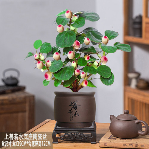 小盼菩提室内绿植花卉菩提树中式禅意桌面摆件饰物好养绿植盆景