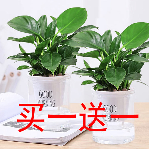 金钻绿公主盆栽室内绿植花卉四季常绿水培懒人盆栽吸水盆客厅桌摆