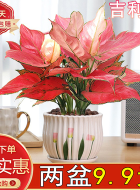 吉利红盆栽绿植花卉室内客厅桌面四季红火观赏盆景红色植物好养活