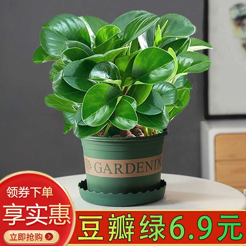 豆瓣绿碧玉陶瓷盆栽绿植室内四季常青好养桌面小宝贝植物净化空气