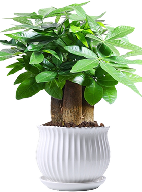 发财树室内花卉绿植盆栽