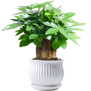 发财树盆栽办公室内绿植水养培陶瓷盆花盆景客厅观赏发财四季常青