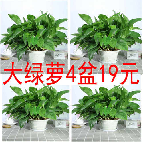 绿萝盆栽室内绿植花卉盆景四季常绿绿箩长藤大叶苗植物盆景