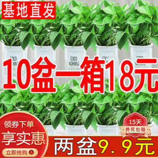 绿萝盆栽花卉室内盆景绿箩长藤大叶花卉绿植物四季 常绿吸水盆垂吊