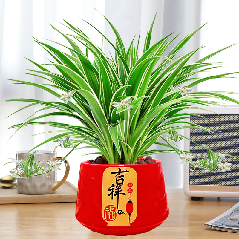 金边吊兰垂吊盆栽绿植花卉室内客厅办公净化空气好养活四季常青