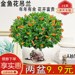 金鱼花草盆栽绿植花卉室内客厅办公好养活绿金鱼花吊兰土水培美观