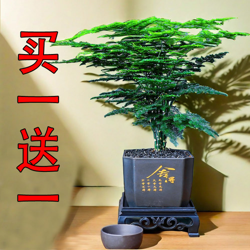 文竹绿萝办公室客厅四季常青好养