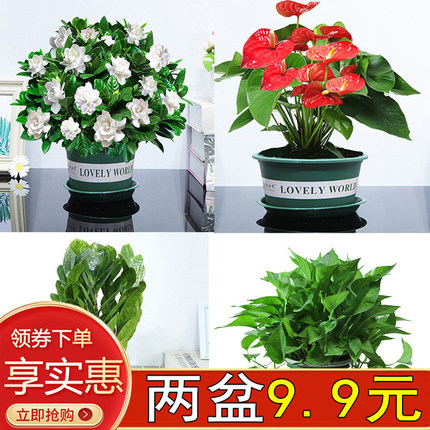 大号绿萝盆栽栀子花卉室内发金钱财树白红掌文竹常春藤加仑陶瓷盆