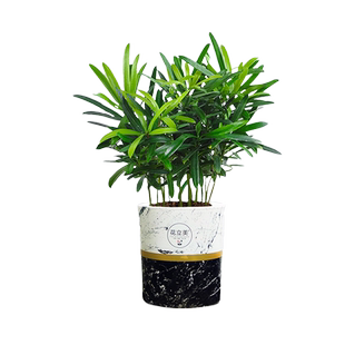 罗汉松盆栽绿植室内客厅好养活净化空气美观四季常青米叶造型耐寒