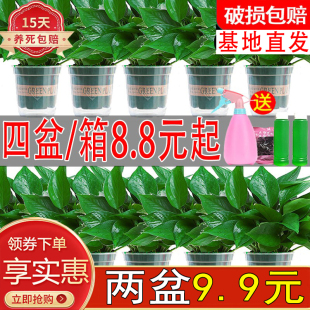 新款 常青好养活 大叶长藤绿萝盆栽绿植花卉新房净化空气室内四季