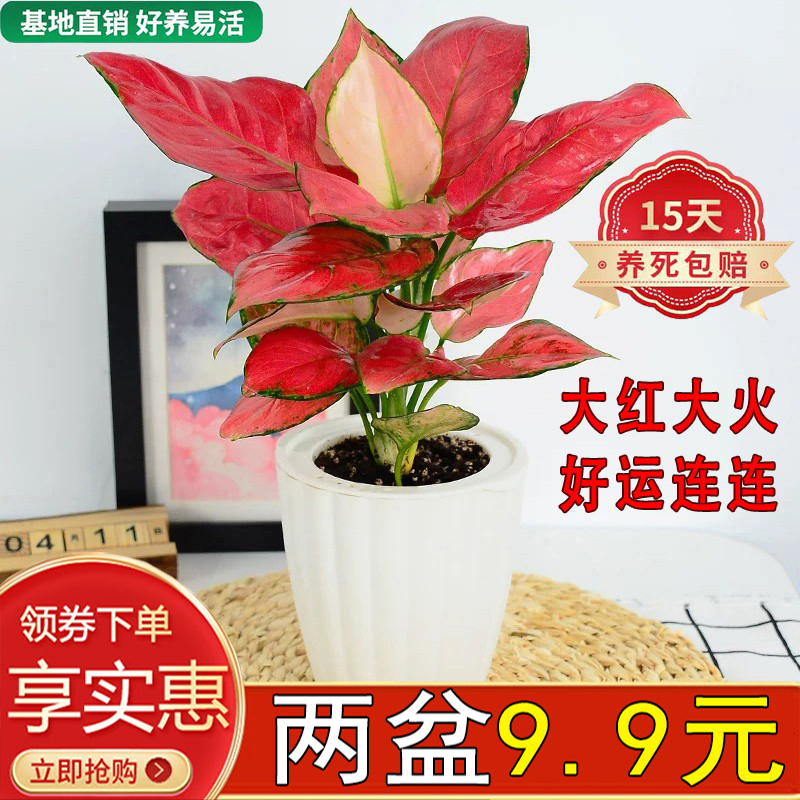 吉利红盆栽四季红火客厅