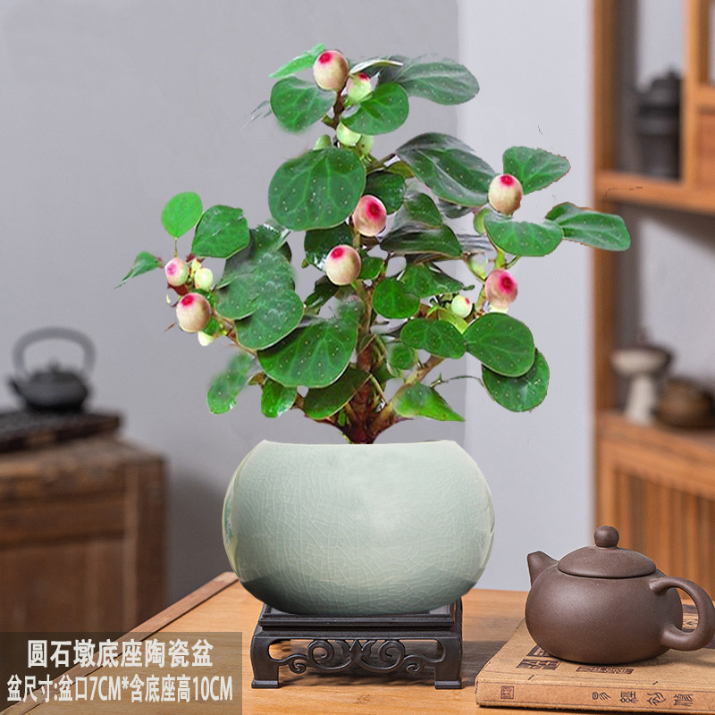 小盼菩提室内绿植花卉菩提树中式禅意桌面摆件饰物好养绿植盆景