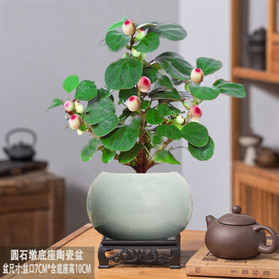 小盼菩提室内绿植花卉菩提树中式禅意桌面摆件饰物好养绿植盆景