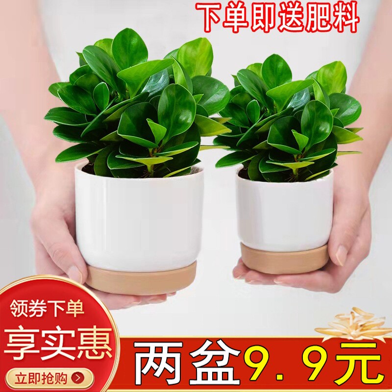 碧玉豆瓣绿陶瓷盆栽绿植花卉室内客厅好养活美观电脑宝贝四季常青