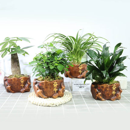 绿萝植物发财树陶瓷盆栽室内好养活水土养吊兰办公室文竹简约观景